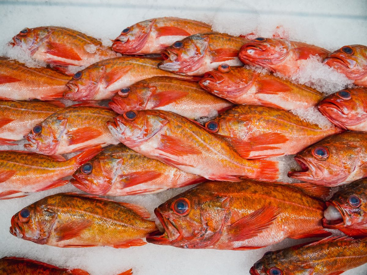 Fresh fish on ice