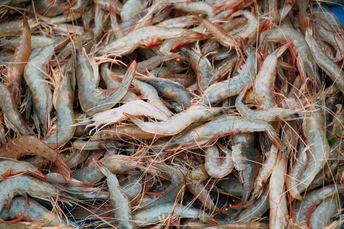 Shrimp and prawns